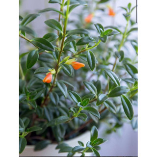 Chậu treo Cá Vàng - Đỏ (Goldfish Plant) - Không có hoa sẵn - Trang trí đẹp |Vườn Như Ngọc| Đã bật hoả tốc