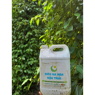 Combo 2 can 5 L cho cây ra hoa nhiều đậu trái, dưỡng bông , chống rụng bông và trái cho cà phê, hồ tiêu