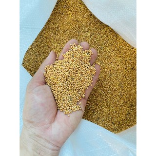 Hạt Dinh Dưỡng 1kg Cho Chim Cảnh/Vẹt/Cu Gáy/Sẻ - Hạt Kê Đỏ/Vàng/Hướng Dương, Giúp Lông Óng Mượt