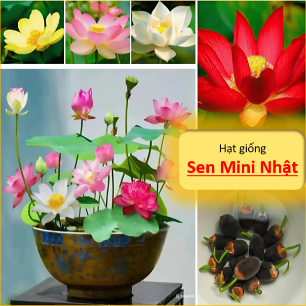 Hạt giống sen mini Nhật ( 7 màu tuỳ chọn ) - Siêu đẹp, hương thơm, chịu ...