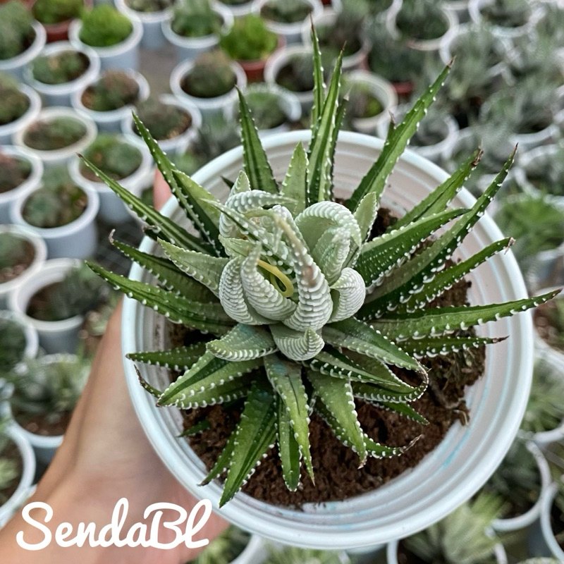 Sen đá móng rồng var size 5-10cm cây cảnh trang trí SENDABL | Shopee ...