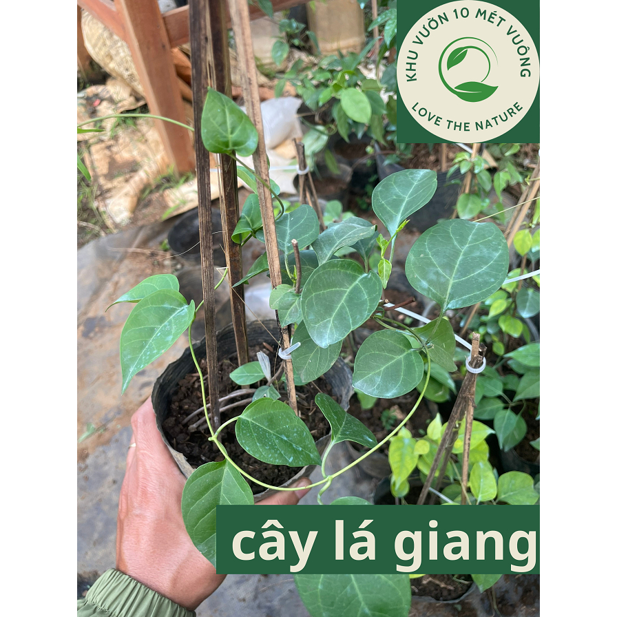 Cây Rau Lá: chậu cây lá giang - cây lá dang, lá lồm - nấu canh chua ...