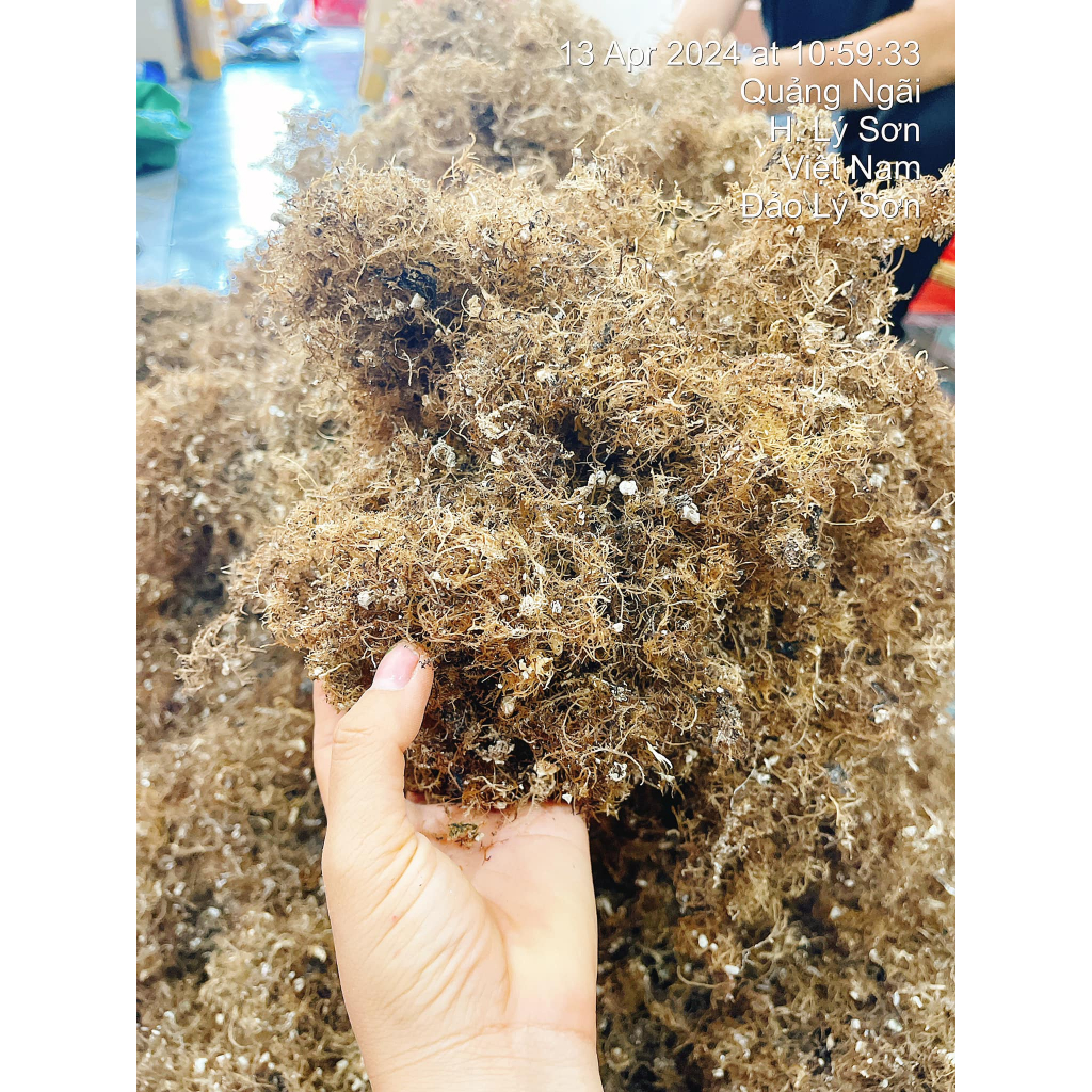Rong Biển Xu Xoa Quảng Ngãi – Rong Khô Hoàn Toàn Tự Nhiên 100% Đảo Lý ...