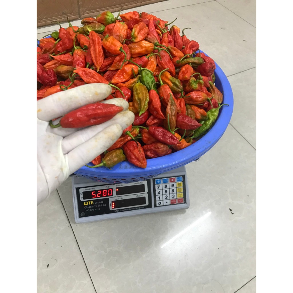 Hạt Giống ớt F1 Trung Đoàn Mường Tè Lai Châu Giống Chuẩn Tỉ Lệ Nảy Mầm Cực Cao