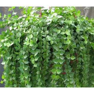 Chậu treo Lá lan tim siêu xinh size trung - Decor, trang trí vườn, văn phòng, nhà ở - |Vườn Như Ngọc| - Đã bật hoả tốc