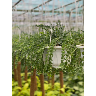 Chậu treo Lá lan tim siêu xinh size trung - Decor, trang trí vườn, văn phòng, nhà ở - |Vườn Như Ngọc| - Đã bật hoả tốc