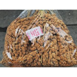Kê Chùm Tự Nhiên Thức Ăn Dặm Cho Vẹt Yến Phụng Hamster Hạt Mẩy Vàng Hấp Dẫn