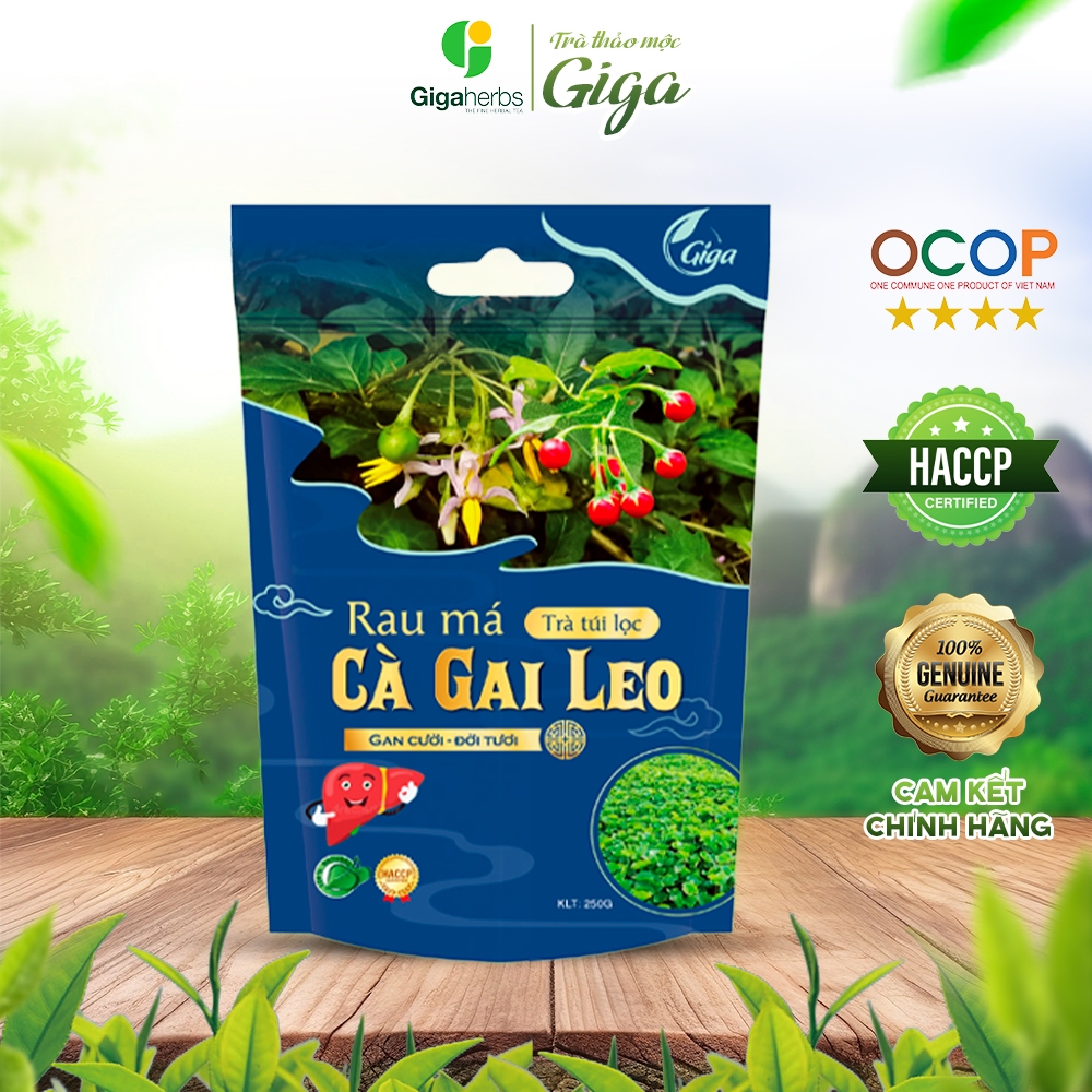 Trà Túi Lọc Rau Má Cà Gai Leo GIGA , Cà Gai Leo - giúp thanh nhiệt, mát ...