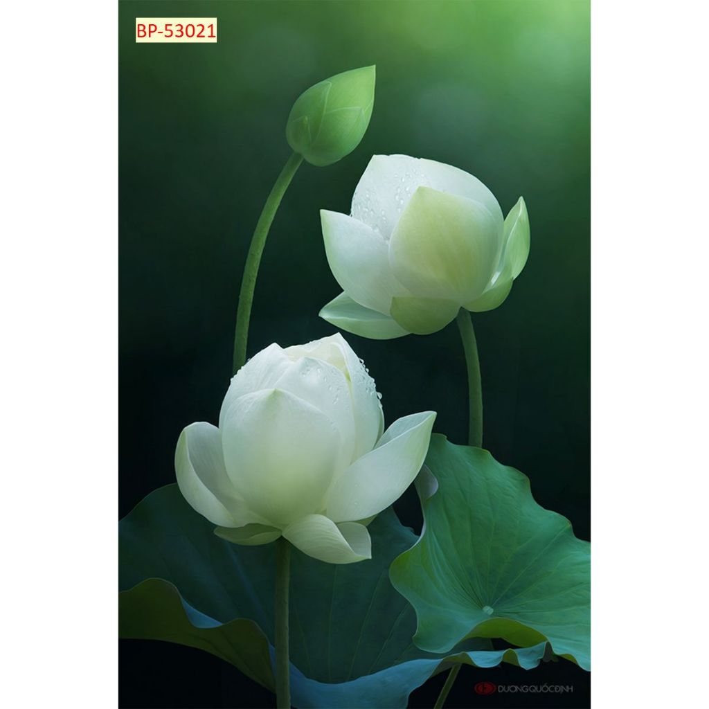 Tranh vải lụa dán tường 3D tranh hoa sen nhiều mẫu hình ảnh lựa chọn...