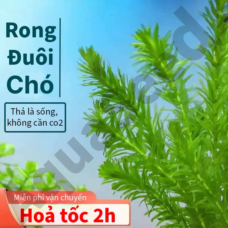 Ceratophyllaceae - Rong Đuôi Chó -KHÔNG CO2- Cây Thuỷ Sinh | Shopee ...
