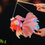 Đèn Lồng Cá Koi Tự Làm, Lồng Đèn Trung Thu Handmde Đầy Đủ Phụ Kiện Đèn Led SIZE TO thỏa sức sáng tạo hotrend 2024