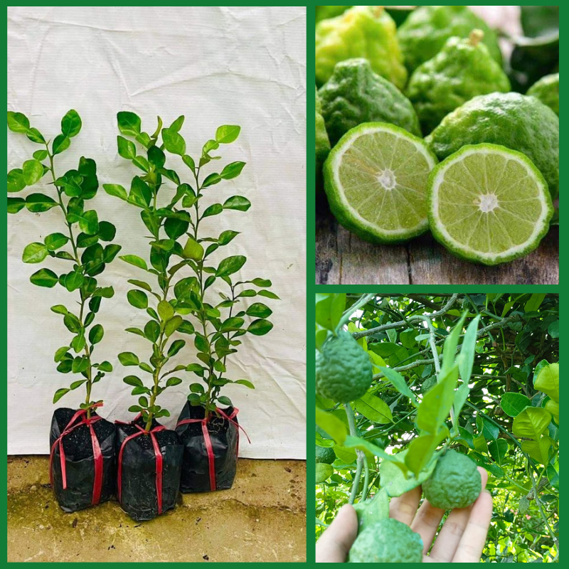 cây CHANH CHÚC, chanh thái, chanh não người ( cây chuẩn giống) | Shopee ...