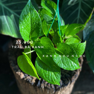 Chậu treo Trầu Bà Xanh - trang trí, phủ xanh, thả vườn đẹp, dễ chăm sóc - |Vườn Như Ngọc| - Đã thêm vận chuyển hoả tốc
