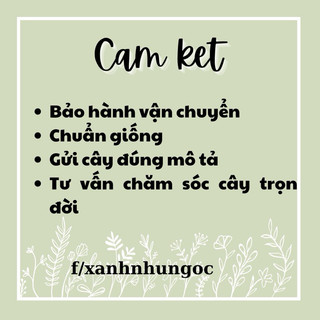 Chậu treo Trầu Bà Xanh - trang trí, phủ xanh, thả vườn đẹp, dễ chăm sóc - |Vườn Như Ngọc| - Đã thêm vận chuyển hoả tốc