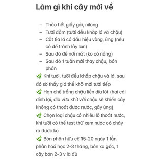 Chậu treo Trầu Bà Xanh - trang trí, phủ xanh, thả vườn đẹp, dễ chăm sóc - |Vườn Như Ngọc| - Đã thêm vận chuyển hoả tốc