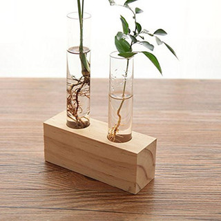 Bình trồng cây thủy canh kèm đến gỗ, bình cây trang trí văn phòng, bàn làm việc