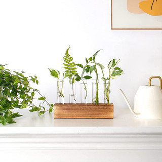 Bình trồng cây thủy canh kèm đến gỗ, bình cây trang trí văn phòng, bàn làm việc