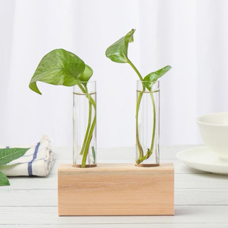 Bình trồng cây thủy canh kèm đến gỗ, bình cây trang trí văn phòng, bàn làm việc