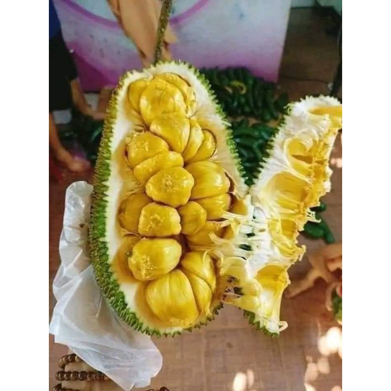 cây giống mít tố nữ vị sầu riêng thơm đặc trưng cam đoan chuẩn giống ...