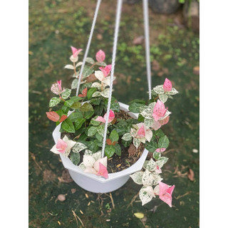 Vảy ốc cẩm thạch (thằn lằn cẩm thạch) - Decor ban công, sân vườn, chịu nắng khá tốt - |Vườn Như Ngọc|