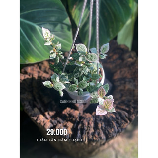 Vảy ốc cẩm thạch (thằn lằn cẩm thạch) - Decor ban công, sân vườn, chịu nắng khá tốt - |Vườn Như Ngọc|