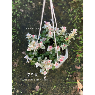 Vảy ốc cẩm thạch (thằn lằn cẩm thạch) - Decor ban công, sân vườn, chịu nắng khá tốt - |Vườn Như Ngọc|