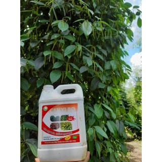CANXI BO HLC 500ML CHỐNG RỤNG HOA, CHỐNG RỤNG QUẢ NON, CHẮC HẠT