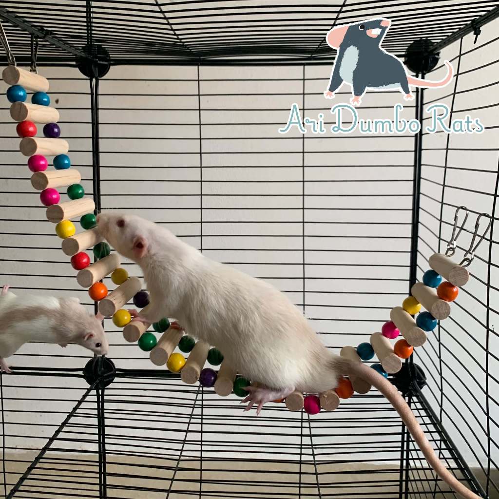 ARI DUMBO RATS, Cửa hàng trực tuyến | Shopee Việt Nam