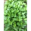 Chậu mềm rau bồ ngót Nhật + 20 hom giống