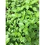 Chậu mềm rau bồ ngót Nhật + 20 hom giống