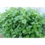 Chậu mềm rau bồ ngót Nhật + 20 hom giống