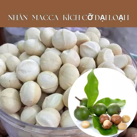Nhân Macca nguyên hạt trắng đẹp