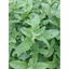 1 kg thân lá Cây Cúc Tần (Từ Bi) tươi(đóng gói, đảm bảo tươi nguyên),và 1 chậu 3 cây