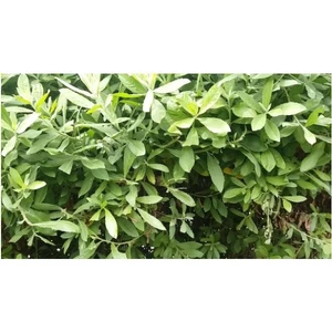 1 kg thân lá Cây Cúc Tần (Từ Bi) tươi(đóng gói, đảm bảo tươi nguyên),và 1 chậu 3 cây