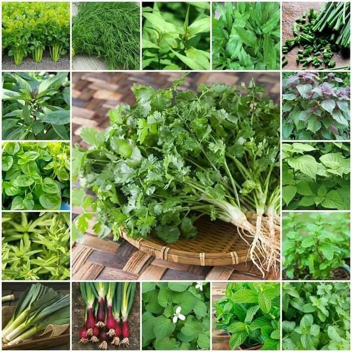 (SET LỚN) Combo 13 Loại Hạt giống rau gia vị ( rau thơm) trồng sân ...