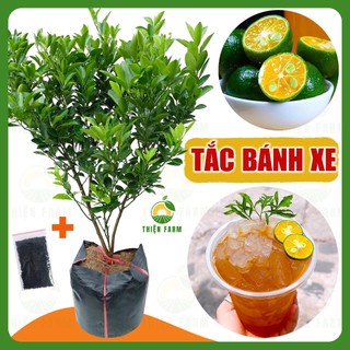 Cây Tắc Bánh Xe THIỆN FARM quả to, vị chua thơm mát, làm nước chấm, giải khát, trồng chậu