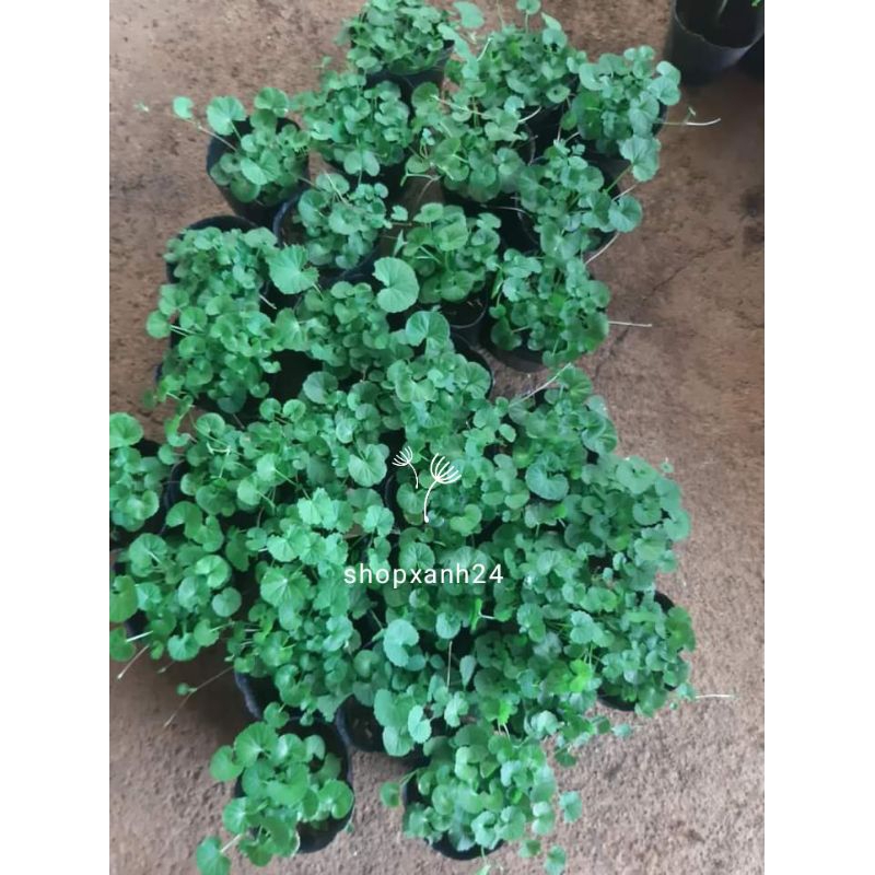 Cây rau má xanh khoẻ | Shopee Việt Nam
