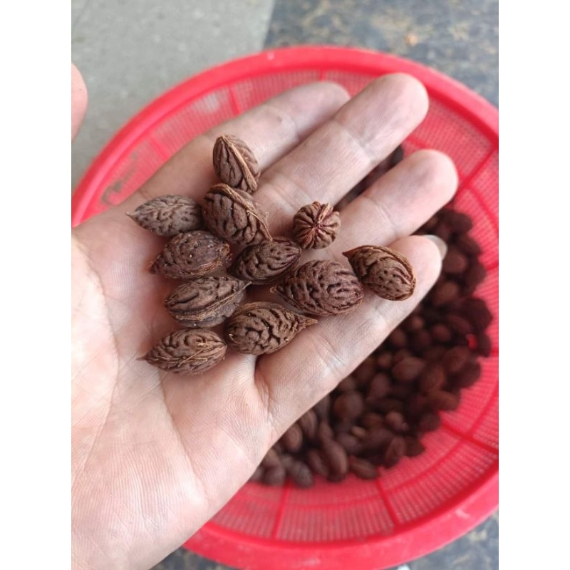 Combo 5 Hạt đào thất thốn bích kép, nguồn gốc lạng sơn