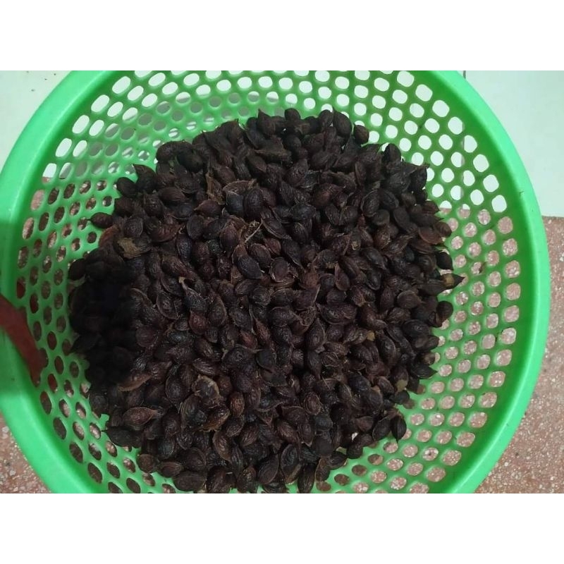 Combo 5 Hạt đào thất thốn bích kép, nguồn gốc lạng sơn