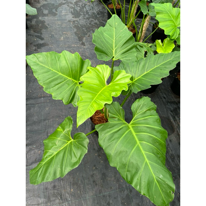 chậu mềm philodenron Subin size nhỏ (hình 1 cây trưởng thành) | Shopee ...
