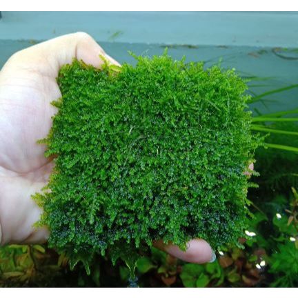 Rêu Mini Taiwan hàng đẹp, rêu xanh, dày | 1 Vỉ (10x10) cây thật thuần ...