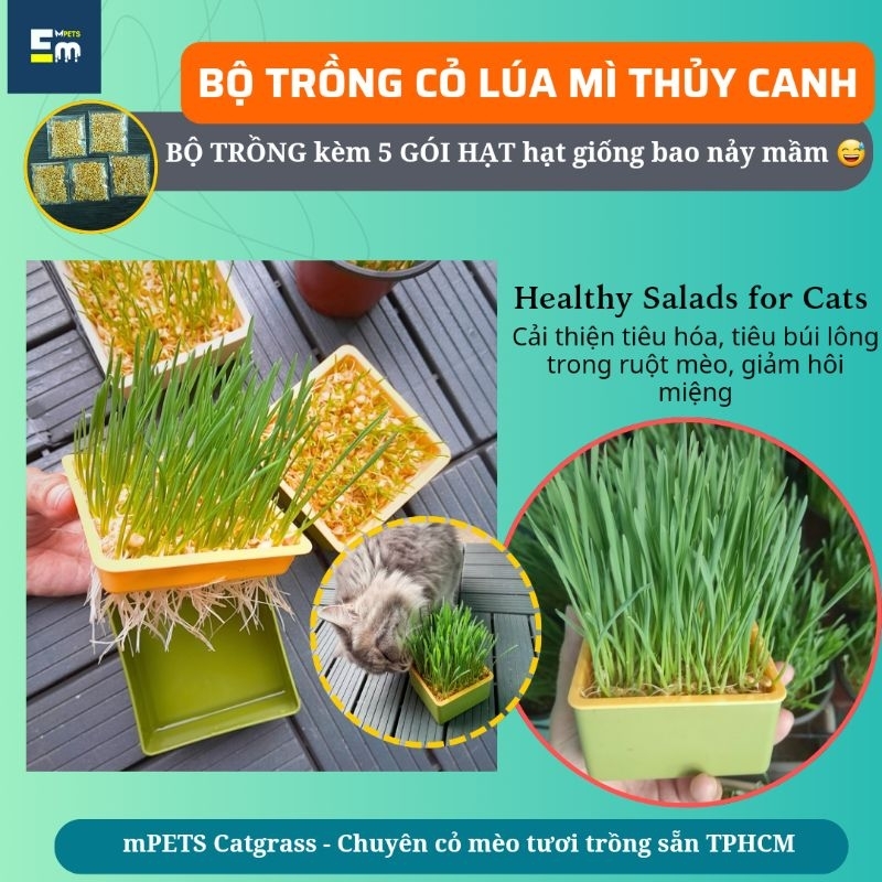 Bộ Kit Trồng Cỏ Mèo Thủy Canh • Hạt Giống Cỏ Lúa Mì ( Hạt Giống Lúa ...