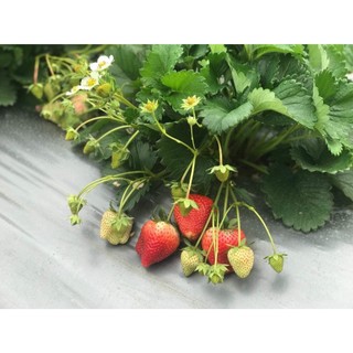 Hạt giống dâu tây gói 100 hạt