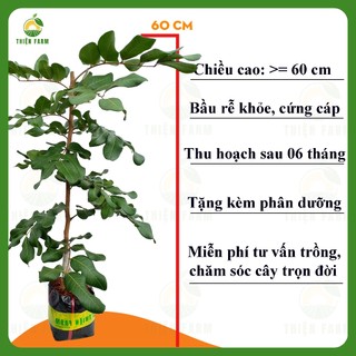 Cây Thanh Nhãn THIỆN FARM 60cm, quả to, cơm dày hạt nhỏ, thịt giòn ngọt thanh, trồng chậu, thùng xốp