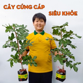 Cây Thanh Nhãn THIỆN FARM 60cm, quả to, cơm dày hạt nhỏ, thịt giòn ngọt thanh, trồng chậu, thùng xốp