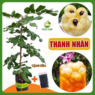 Cây Thanh Nhãn THIỆN FARM 60cm, quả to, cơm dày hạt nhỏ, thịt giòn ngọt thanh, trồng chậu, thùng xốp