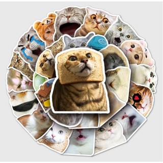 Set combo 50 miếng dán sticker Mèo Meme vui nhộn chống thấm nước dán nón mũ bảo hiểm laptop vali sổ sách xe máy đàn
