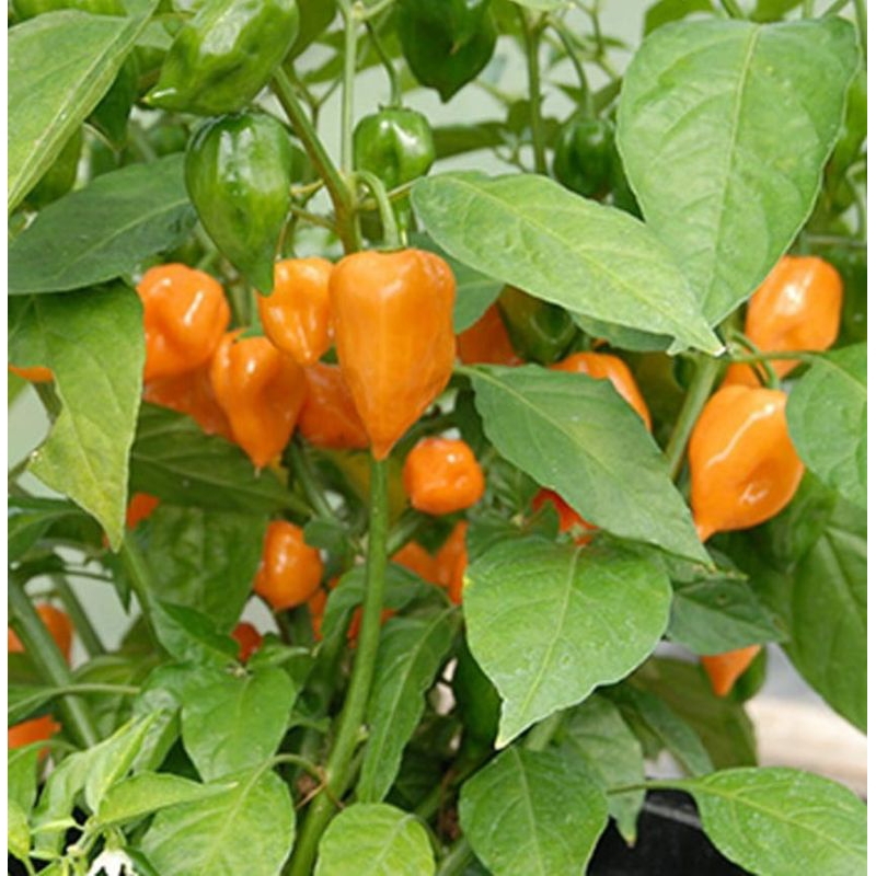 cây giống ớt con ớt habanero cam. bao chuẩn giống | Shopee Việt Nam
