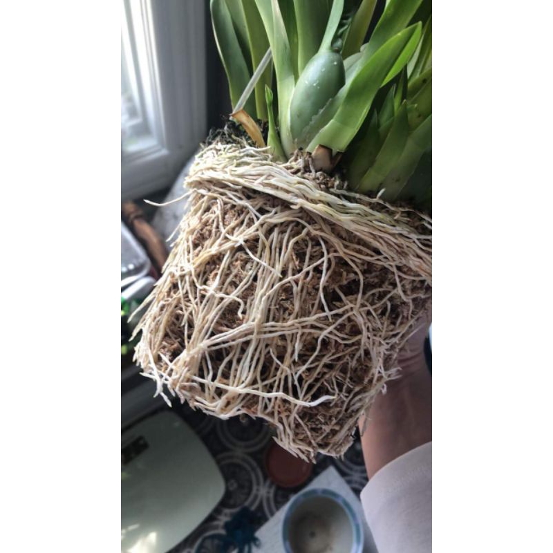Phân bón kích bật mầm, kích ra rễ cực mạnh 🥰phục hồi cây yếu, cây mới trồng hiệu quả cao