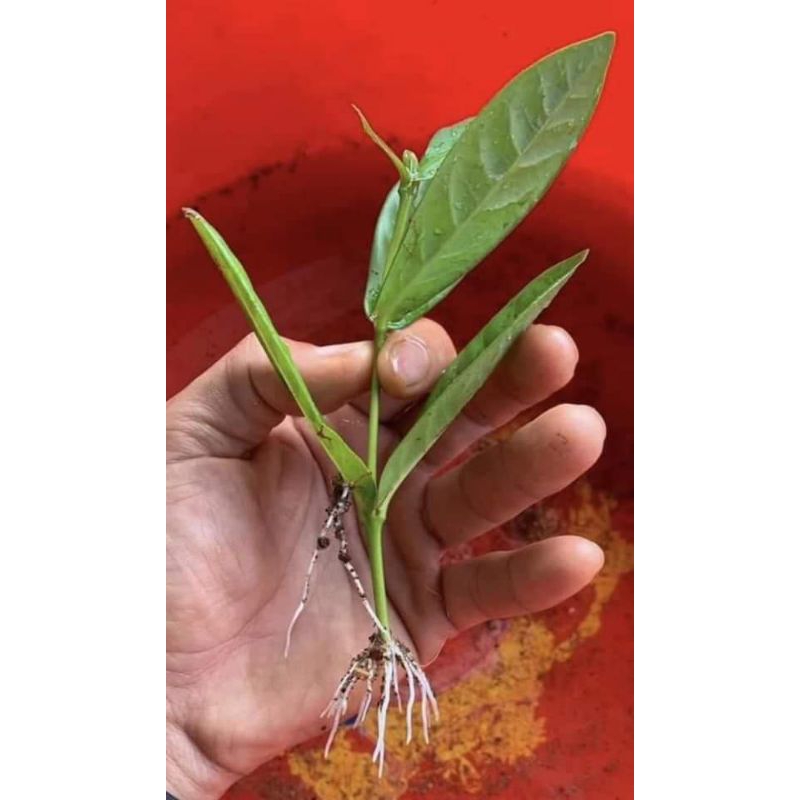 Phân bón kích bật mầm, kích ra rễ cực mạnh 🥰phục hồi cây yếu, cây mới trồng hiệu quả cao